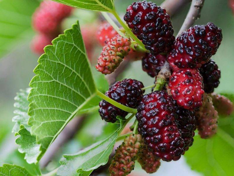 Шелковица купить саженцы из питомнике в Всеволожске