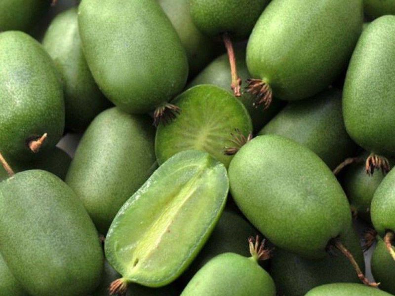 Актинидия купить саженцы из питомнике в Всеволожске