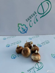 Крокус «Прекрасный»  (5 штук)